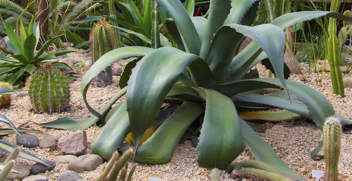 Alpine garden of succulents, cacti, stones, gravel.