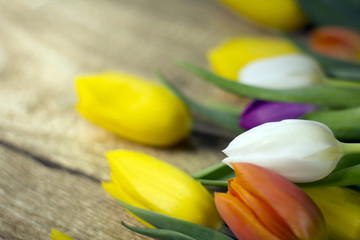 Tulips closeup, place for typography