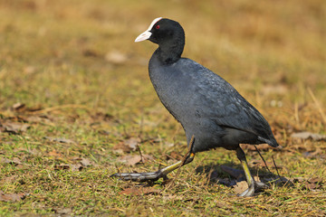 rare black bird walking on the ground