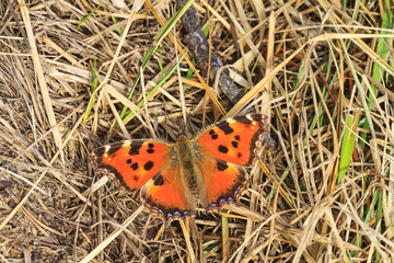 first spring butterfly on dry grass