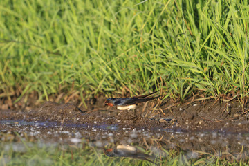 Swallow collecting material for nest