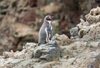 Humboldt Penguin stand on the rocky shoreline of the island Ballestas in Paracas national park. It is a designated UNESCO World Heritage Site - Peru, South America