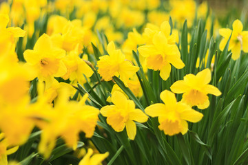 yellow flowers daffodils