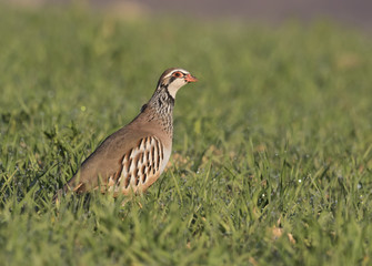 The red-legged partridge
