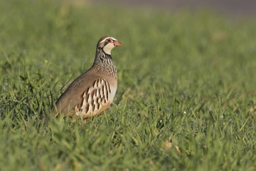 The red-legged partridge

