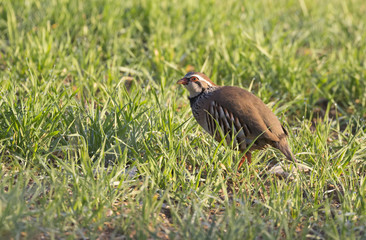 The red-legged partridge
