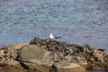岩礁で休むウミネコ(北海道)