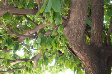 Arbol Sombrilla