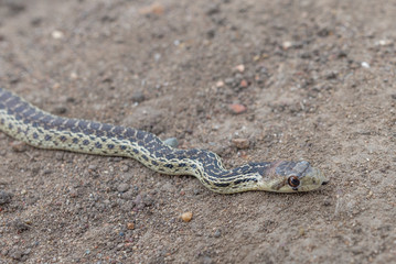 Small Snake