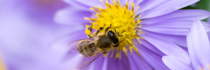 Biene sammelt Pollen auf einer Aster - Banner