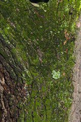 Tree bark texture with moss