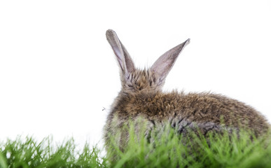 Hase auf der Wiese 