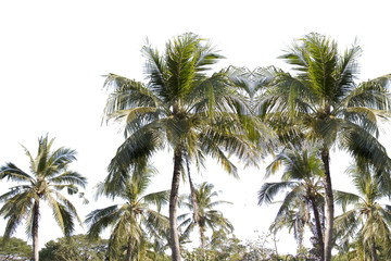 Fototapeta na wymiar group of coconut,coconut make dessert or food