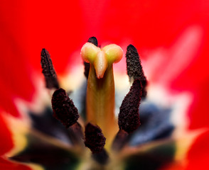 Makro einer Tulpe
