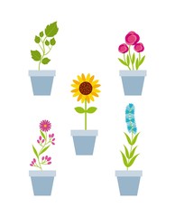 beautiful flowers in a pot over white background. colorful design. vector illustration