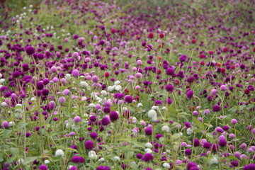 globe amaranth field