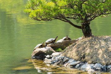 Turtles basking in the sun