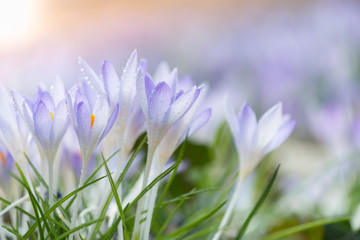 Crocuses