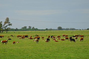 Catle pasturing in the Pampas