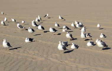 Fototapeta premium Group of Seagulls