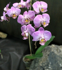 Orchids flowers of rare varieties exotic epiphytes