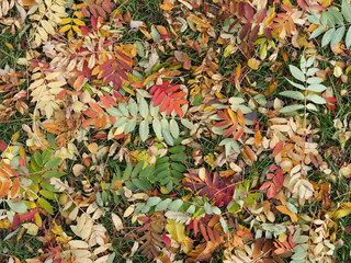 Herbstlaub des Laubbaums Eberesche