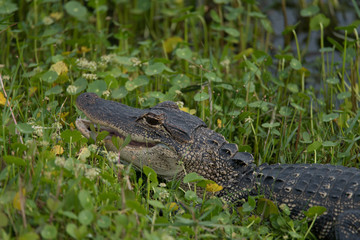 A Young Aligator in the Wetlands