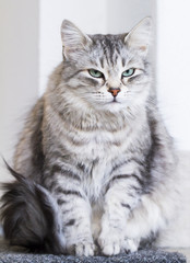 Fototapeta na wymiar lovely silver cat in the house, female siberian breed