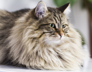adorable brown tabby cat in the house, male siberian breed