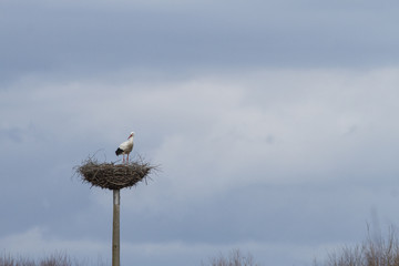 white stork (ciconia ciconia) on nest