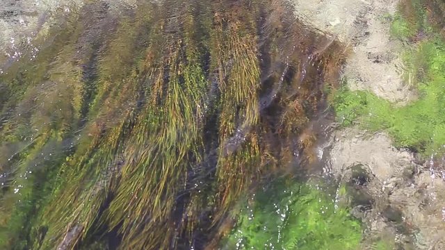 weed moving inside clear water of Pescara river
