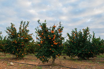 Fototapeta na wymiar Ripe mandarin young trees growing in the farm garden, cloudy sky in background