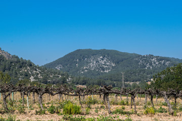 Fototapeta premium Field of grape vines early spring in Spain, mountains in the background. Wine grape area