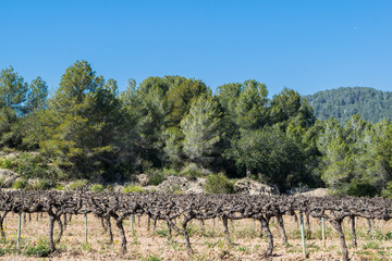 Fototapeta na wymiar Field of grape vines early spring in Spain, mountains in the background. Wine grape area
