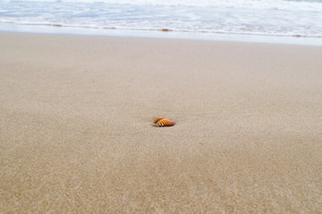 Shell on the sandy beach with ocean on the background, foam