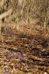 Fototapeta premium Spring path in the woods.