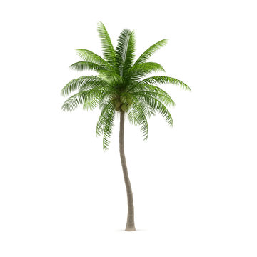 Coconut tree, isolated on white background. 3d image
