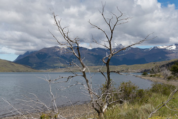 Burned Tree in Torres Del Paine, Patagonia, Chile