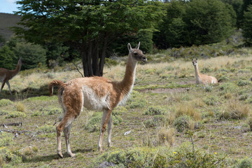 Guanacos in Torres Del Paine, Patagonia, Chile