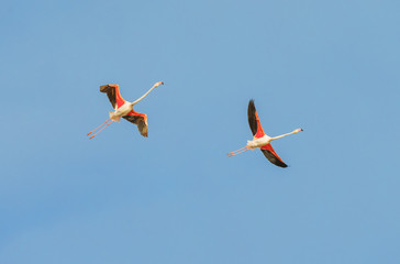 A flock of flamingos flying over the protected marshes of the Parc Regional de Camargue - Provence, France