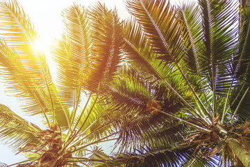 Fototapeta premium palm trees sun and sunshine 