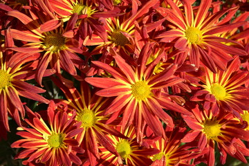Red and Yellow Daisy