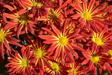 Obraz premium Red and Yellow Daisy