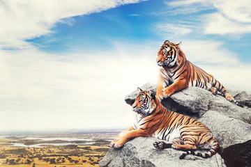 Calm tigerss on the rocks