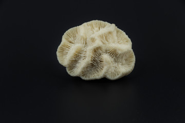 on black background from personal collection of Semi-precious stones and minerals