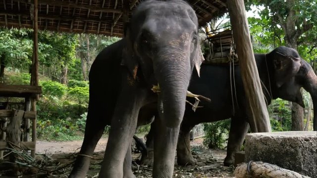 Asiatic elephant eating hay and dancing