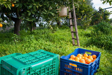 Orange harvest time: fruit box full of just picked tarocco fruits