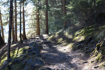 Nadelwaldweg_2