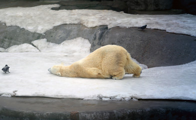 Beautiful white bears