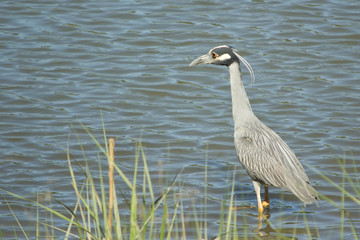 Yellow Crowned Night Heron